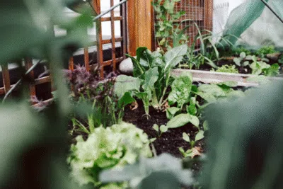 Nature-Based Therapy